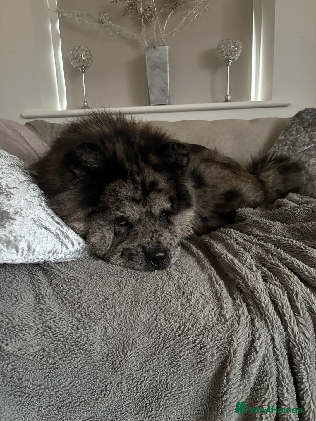 Chow Chow dogs for sale: Sullivan (Sully) - Advert 1