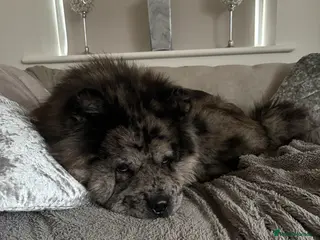 Chow Chow dogs Sullivan (Sully) - Advert 1