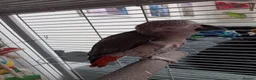 Parrots birds for sale: Male African grey parrot  - Advert 7