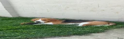 Beagle dogs for sale: KC Beagle  - Advert 5