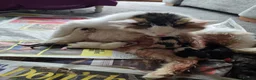 British Longhair cats for sale: Kittens for sale  - Advert 2