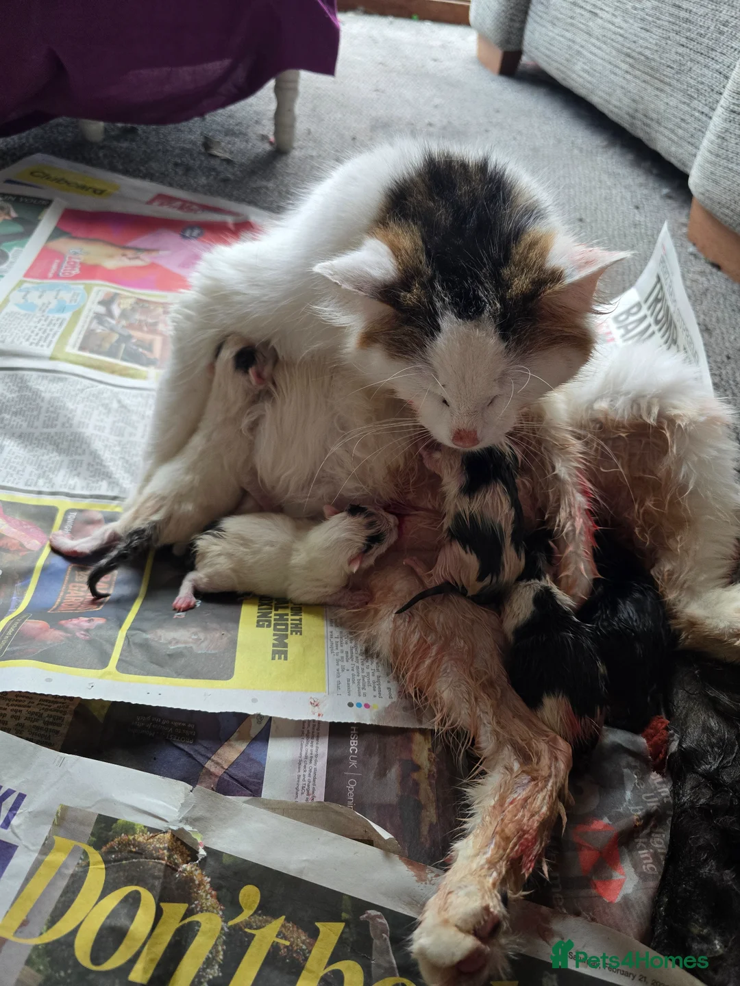 British Longhair cats for sale: Kittens for sale  - Advert 2