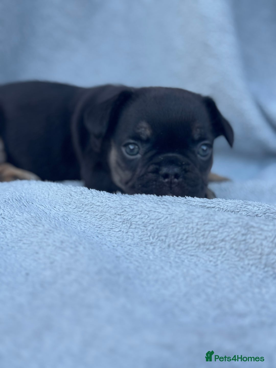 French Bulldog dogs for sale: A very very special girl - Image 3