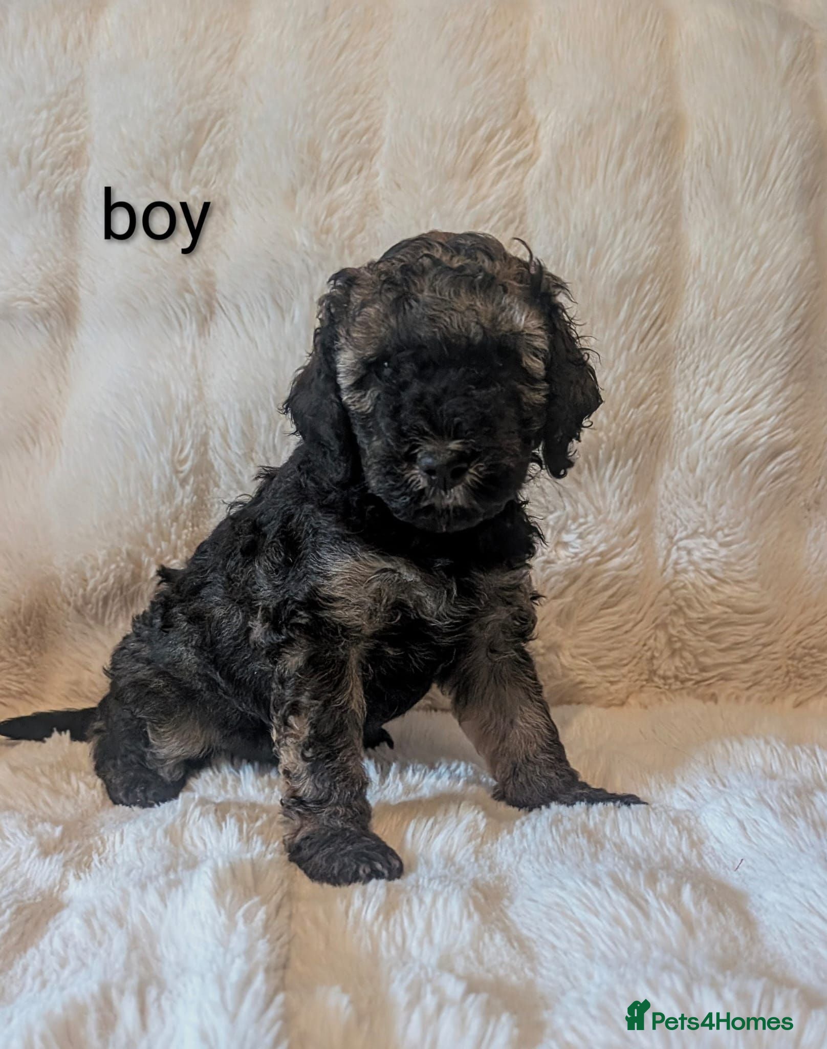 Cavapoo dogs RARE CHOCOLATE CÀVAPOOs - Advert 2