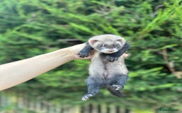 Ferret rodents for sale: solid black cross polecat kits  - Image 15