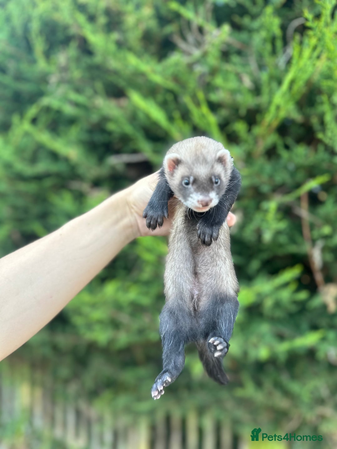 Ferret rodents for sale: solid black cross polecat kits  - Image 15