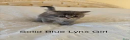 Ragdoll cats for sale: REDUCED!!!  TRADITIONAL, MINK AND SOLID RAGDOLLS - Advert 28