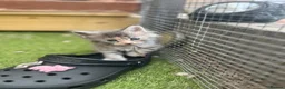 Maine Coon cats for sale: TICA Registered Maine Coon Kittens 🐾 - Advert 5