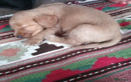 Cockerdor dogs for sale: Outstanding working gun puppies  - Image 6