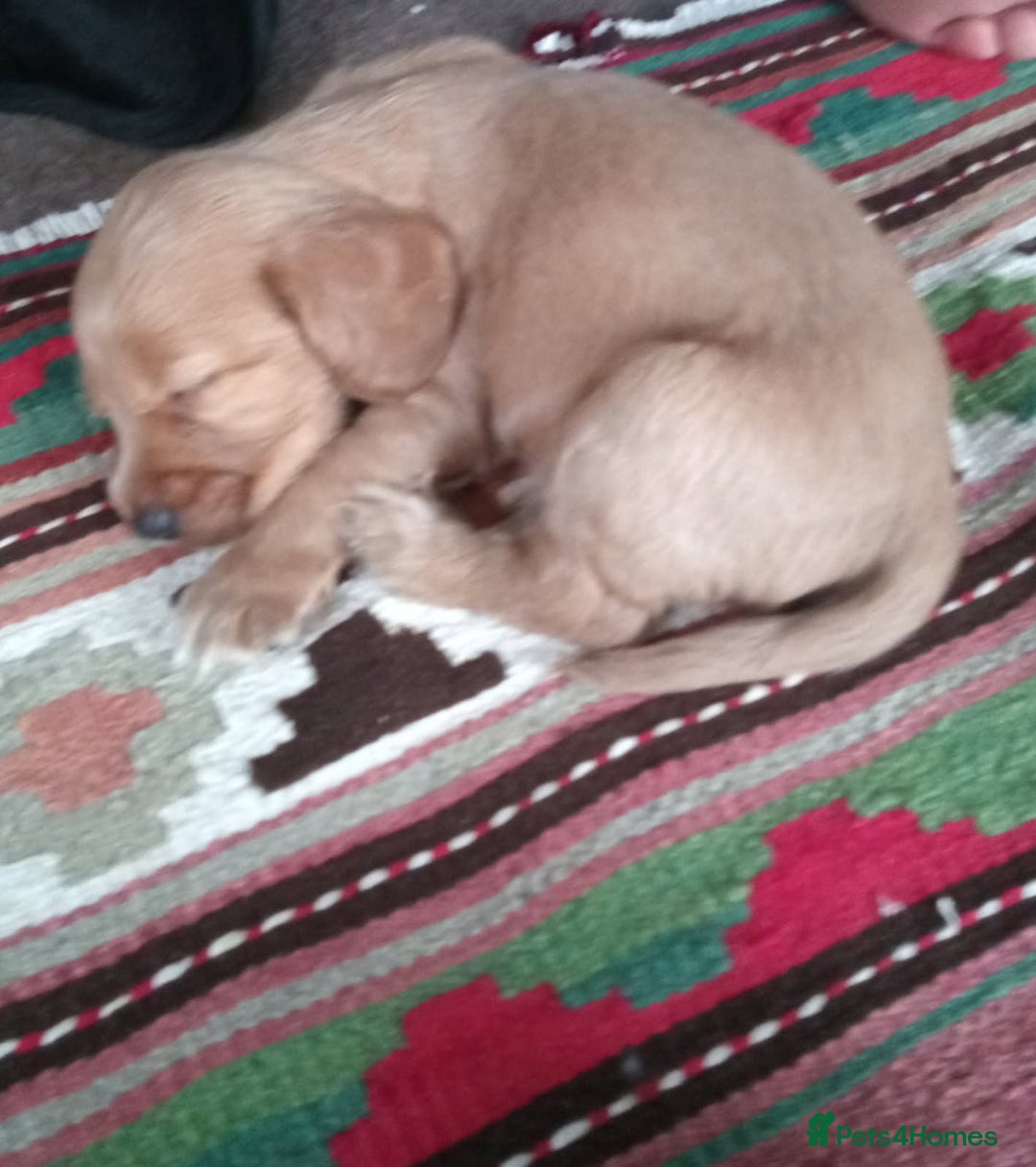 Cockerdor dogs for sale: Outstanding working gun puppies  - Image 6