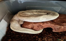 Python Snake reptiles for sale: Royal Python - Image 5