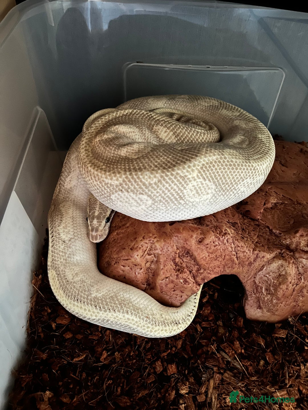 Python Snake reptiles for sale: Royal Python - Image 5