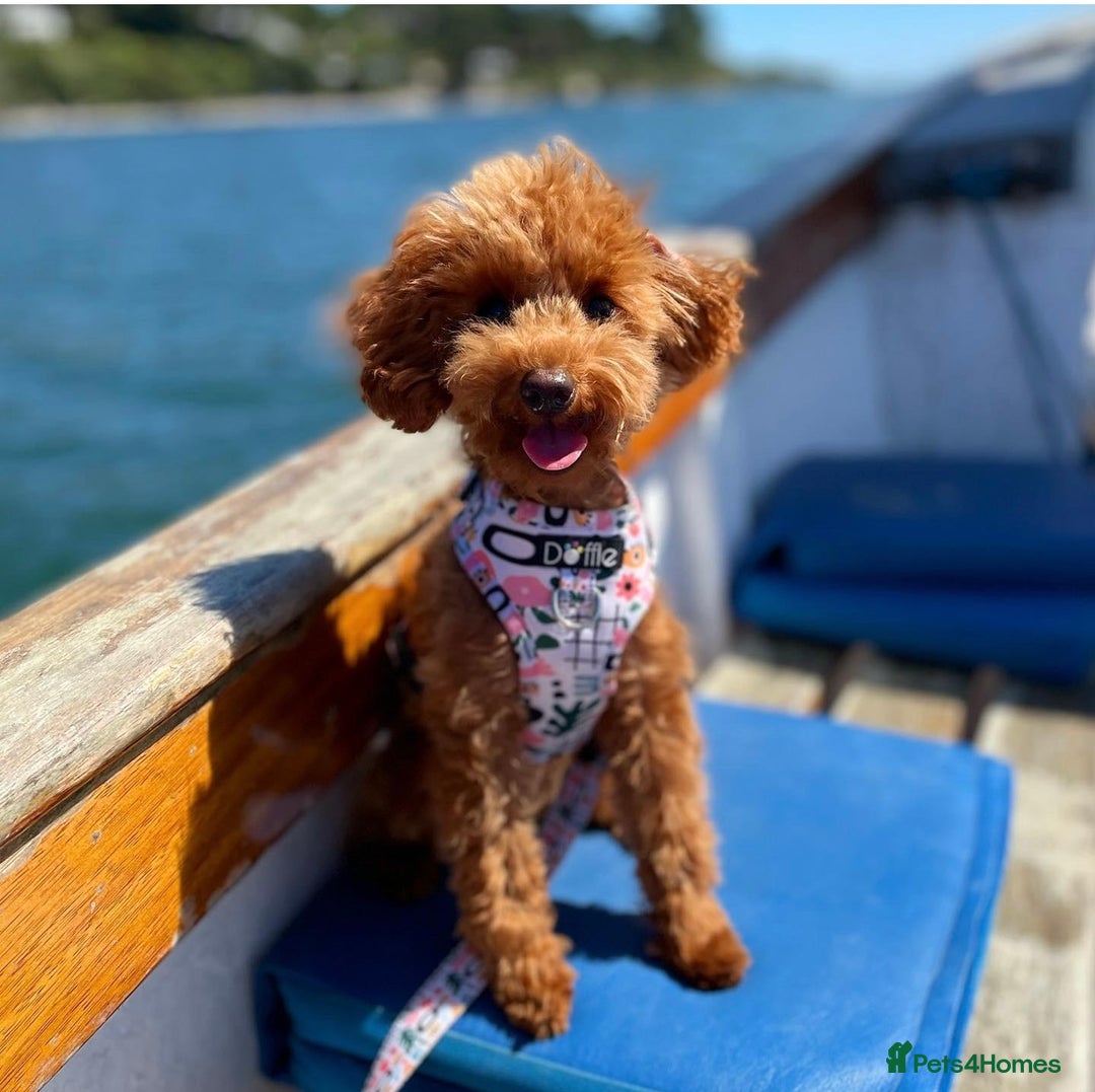 Toy Poodle dogs for sale: TINY TOY POODLE PUPPIES 5🌟LICENSED BREEDER  - Image 19