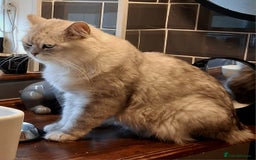 Persian cats for stud: ❤️SILVER PERSIAN CHINCHILLA ADORABLE FOR STUD❤️ in Grimsby - Image 2