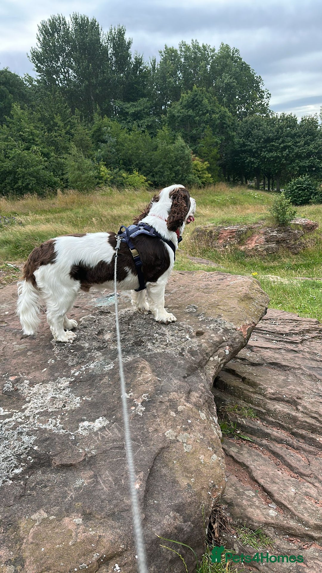 Cocker Spaniel dogs for stud: George  - Image 3