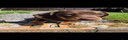 Miniature Dachshund dogs for sale: KC Miniature Dachshunds ready for forever homes - Advert 6