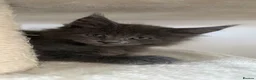 Maine Coon cats for sale: 🐈🐈‍⬛ Russian/European Bloodline Kittens 💕🐱 - Advert 15