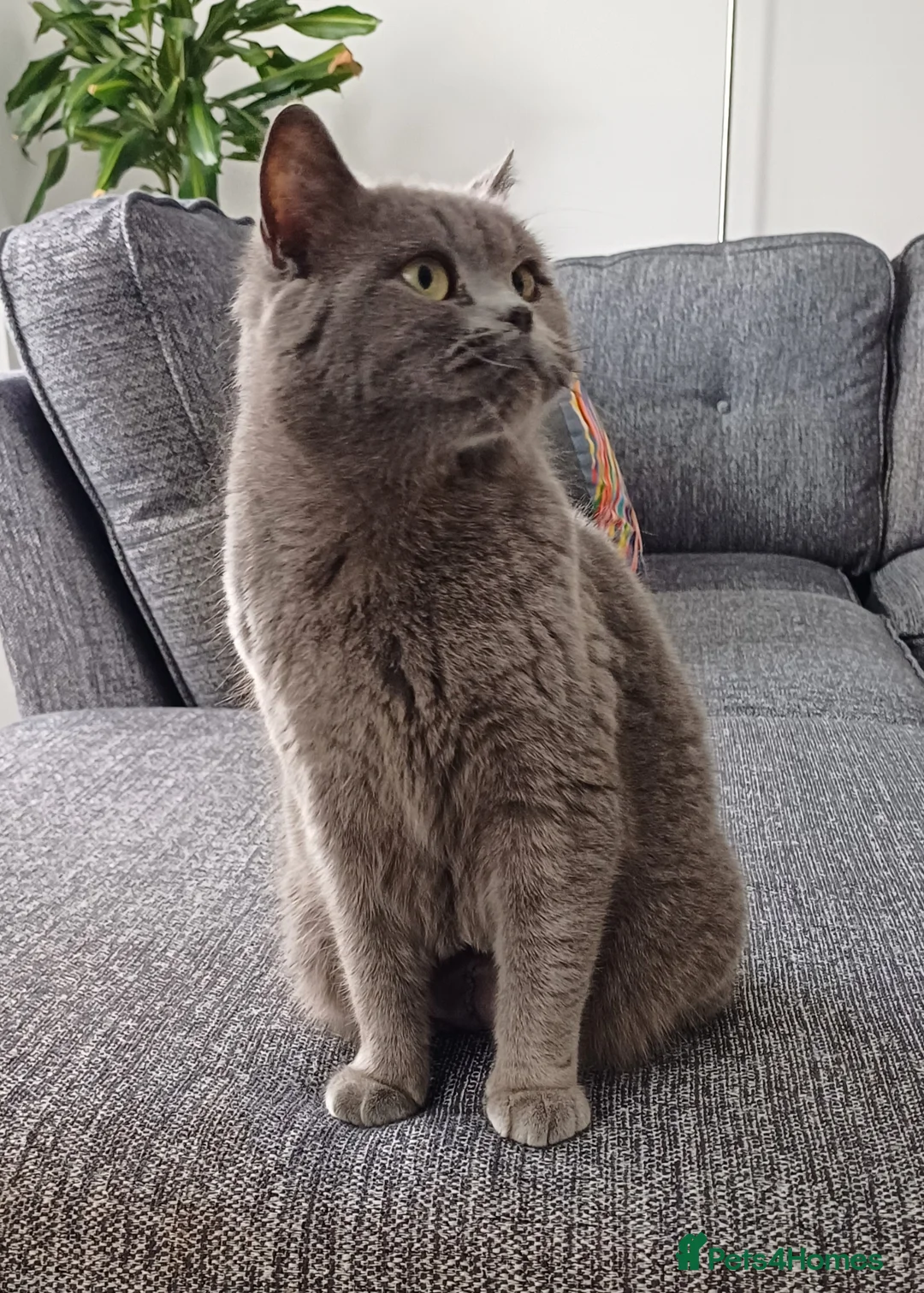 British Shorthair cats for sale: GCCF Blue Female  - Advert 2