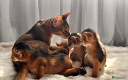 Abyssinian cats for sale: TICA champion line Abyssinian kittens  - Image 6