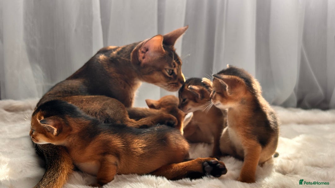 Abyssinian cats for sale: TICA champion line Abyssinian kittens  - Image 6