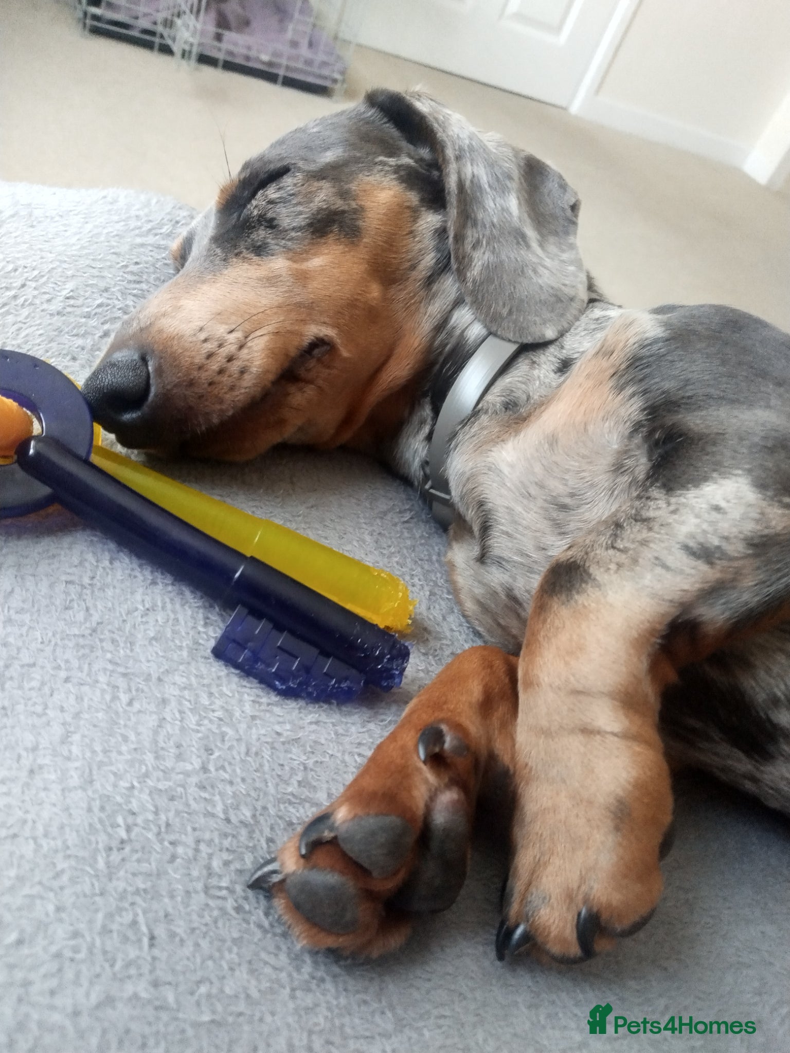 Dachshund dogs for sale: Minature Dachshund  in Worthing - Advert 3