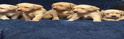 Labrador Retriever dogs for sale: Fetch labrador puppies - Advert 6