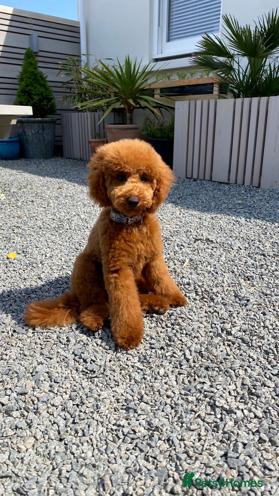 Miniature Poodle dogs for stud: 🇷🇺 Russian import kc reg poodle 🇷🇺  in Newcastle - Advert 4