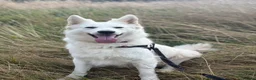 White Swiss Shepherd dogs for sale: Gorgeous wss papered European lines in Ilminster - Advert 2