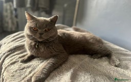 British Shorthair cats for sale: Munchkin  - Image 3