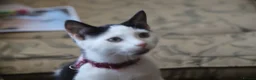 Mixed Breed cats for sale: Tuxedo and white kittens in Stafford - Advert 9