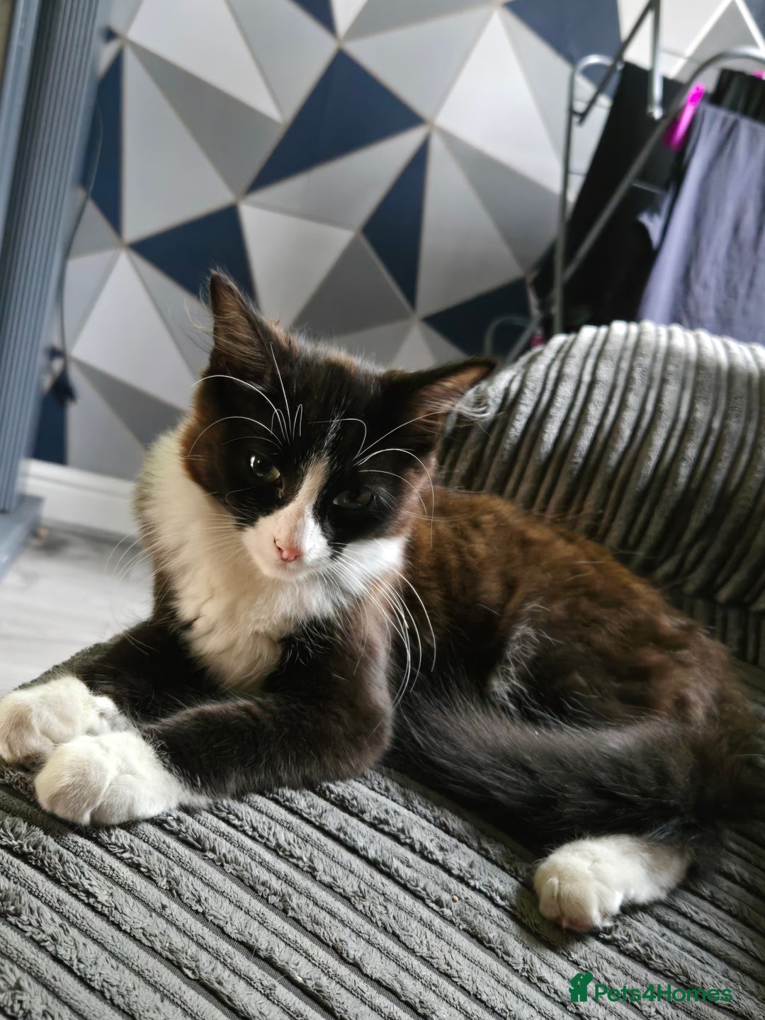 Mixed Breed cats for sale: Male kitten - Image 2