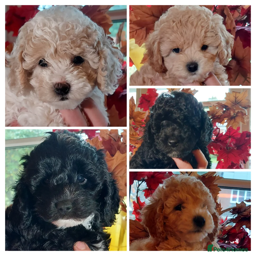 Toy Poodle dogs for stud: Silver Toy poodle  in Verwood - Advert 11