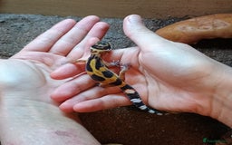 Leopard Gecko reptiles for sale: Baby leopard geckos  - Image 3