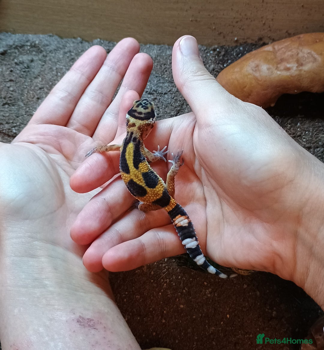 Leopard Gecko reptiles for sale: Baby leopard geckos  - Image 3