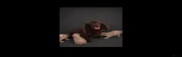 Cockapoo dogs for sale: 5 gorgeous cockapoo puppies  - Advert 3