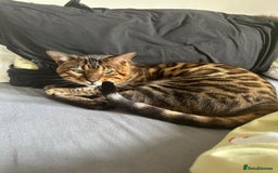 Bengal cats for sale: Beans big bengal boy - Image 2