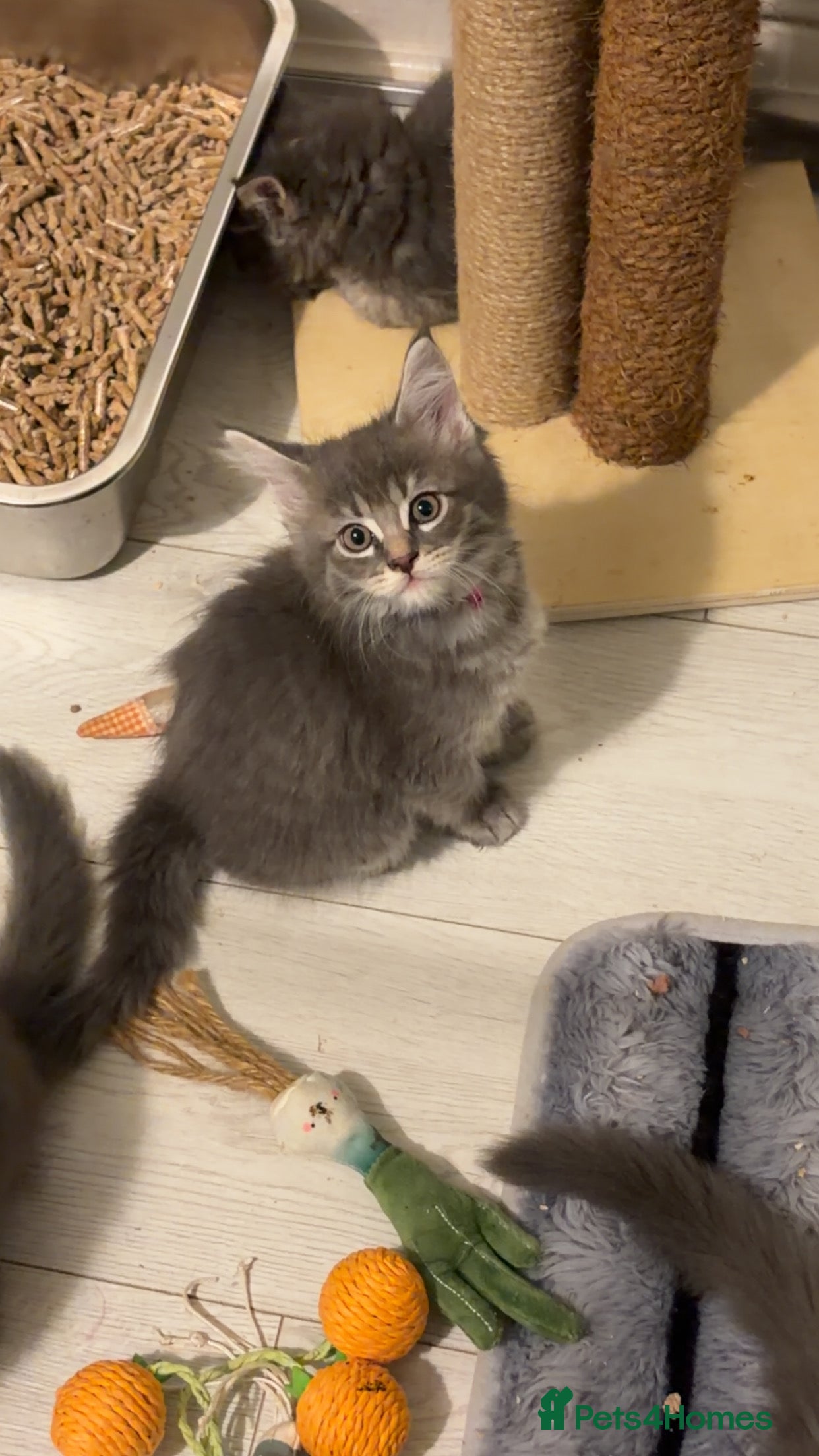 Maine Coon cats 6 beautiful blue silver mainecoons  - Advert 2