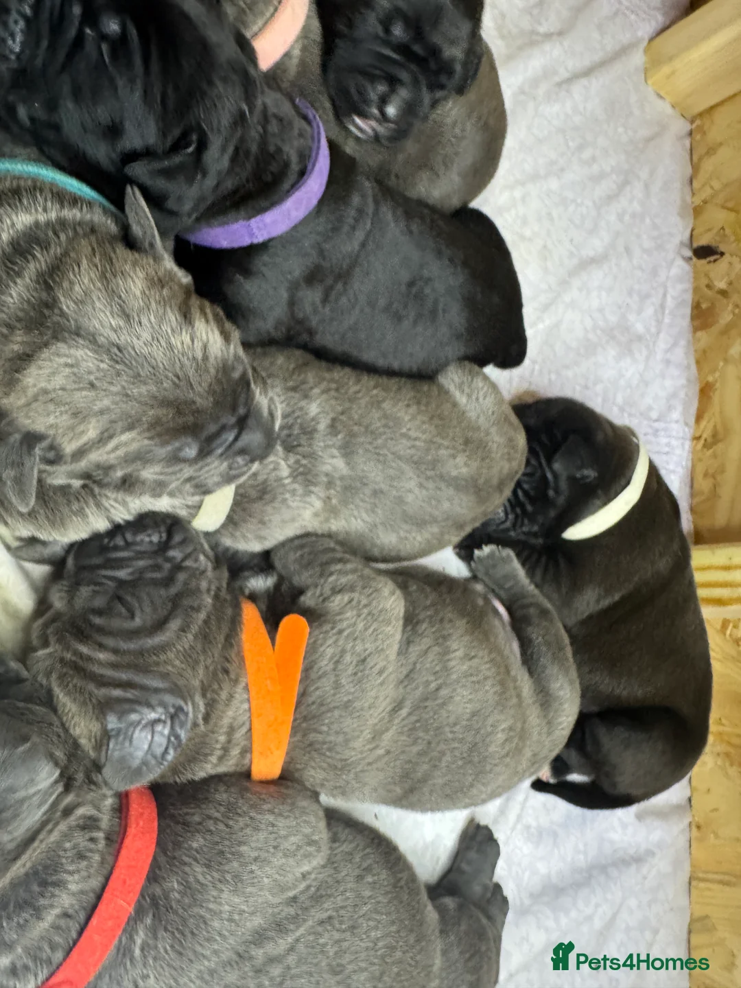 Cane Corso dogs for sale: Cane corso pups - Advert 11