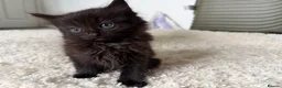 Mixed Breed cats for sale: 4 kittens looking for new home  - Advert 9