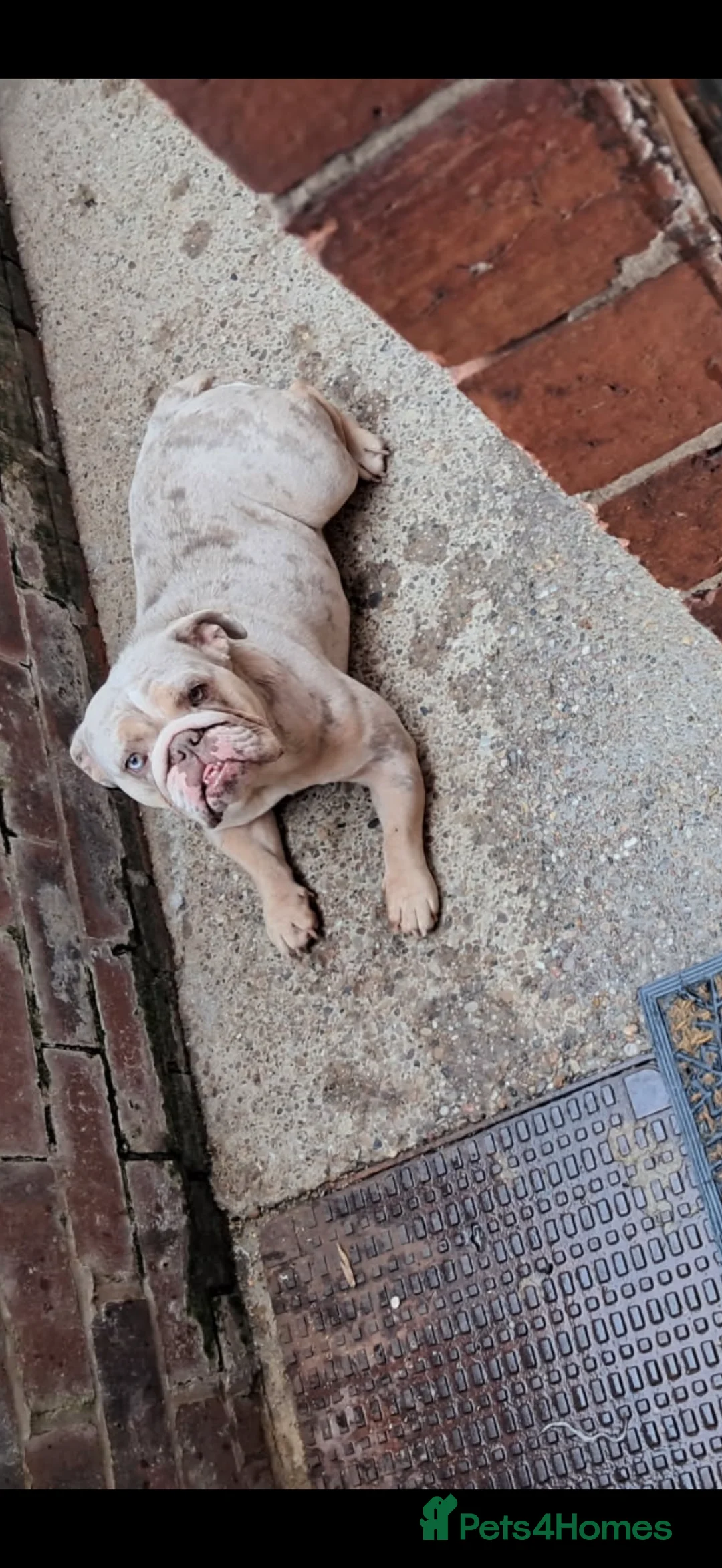 English Bulldog dogs for sale: English Bulldog (Merle) KC Registered - Advert 4