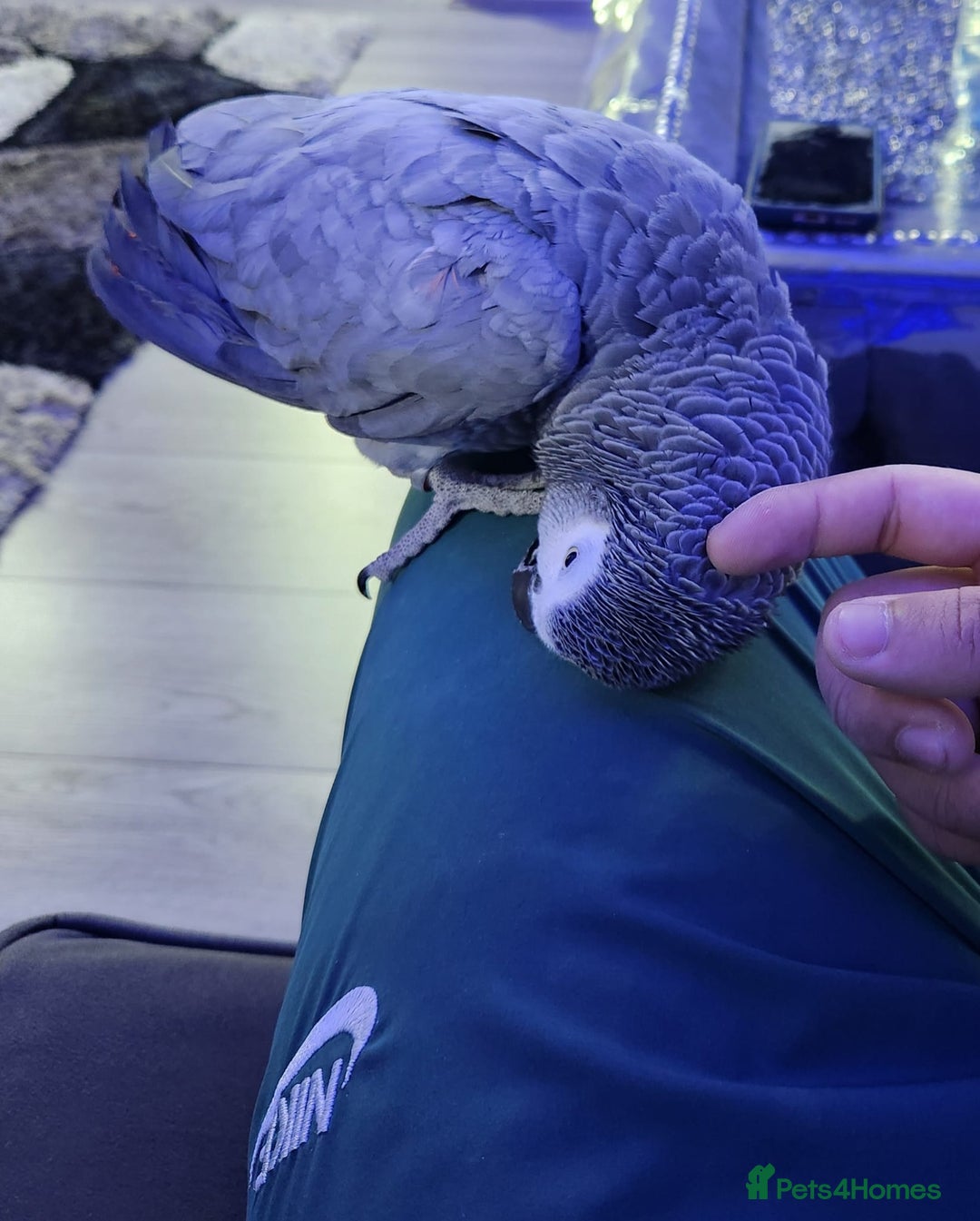 Budgerigars birds for sale: Super tame african grey  - Advert 4