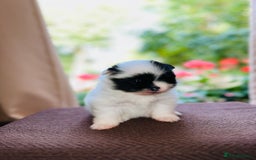 Pomeranian dogs for sale: Cute Pomeranian Puppies Looking for loving home - Image 17