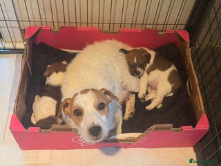 Parson Russell dogs - Advert 1