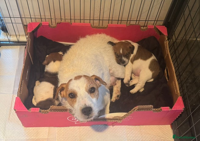 Parson Russell dogs - Advert 1