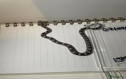 Corn Snake reptiles for sale: various baby corns avaliable  - Image 12