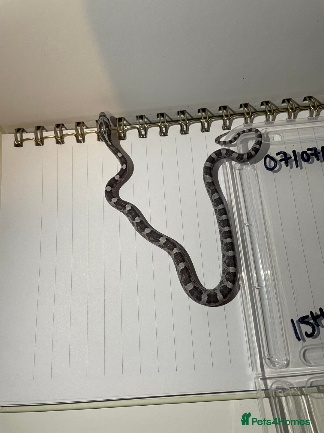Corn Snake reptiles for sale: various baby corns avaliable  - Image 12