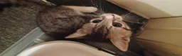 Mixed Breed cats for sale: 5 kittys  - Advert 25