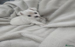 Chihuahua dogs for sale: Beautiful Chihuahua pups - Image 8