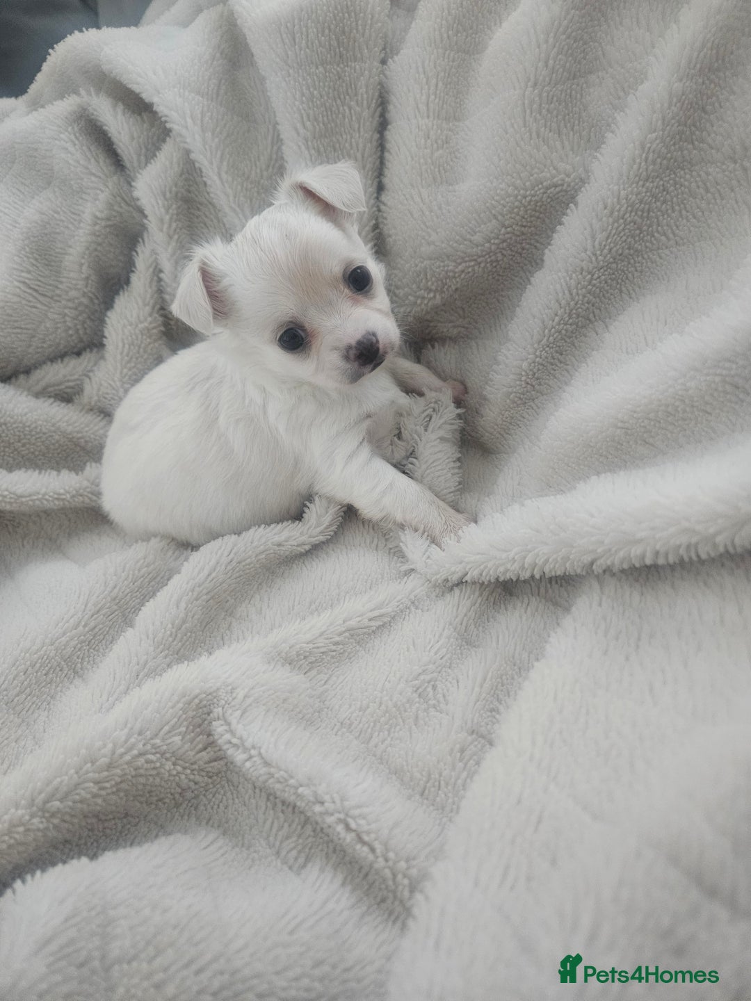 Chihuahua dogs for sale: Beautiful Chihuahua pups - Image 8