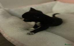 Chihuahua dogs for sale: Chihuahua Puppy - Image 3